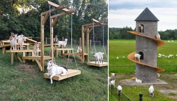 Toys for Goats to Keep Them Busy