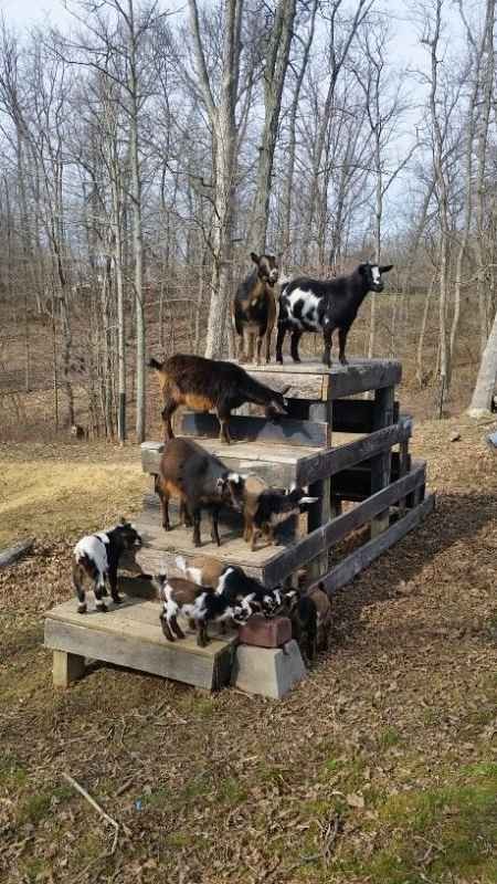 Toys for Goats to Keep Them Busy