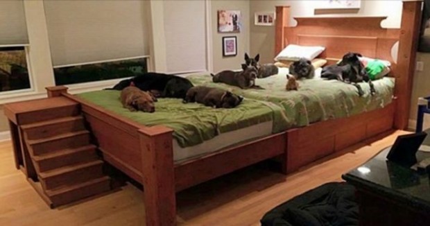 Couple Builds A Customized Giant Bed So All Of Their Rescue Dogs Can Sleep Together With Them