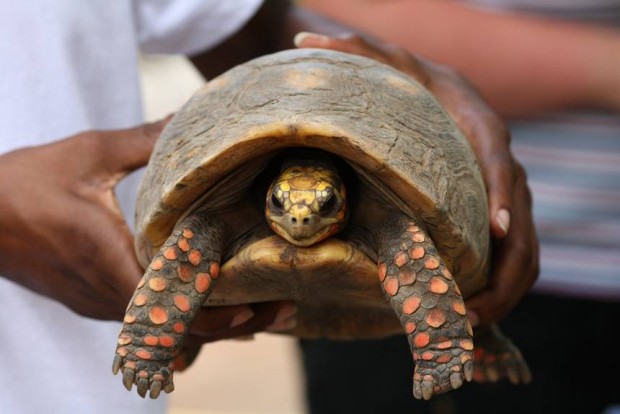 Family Cleans House, Finds Pet Tortoise Missing Since 1982