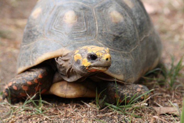 Family Cleans House, Finds Pet Tortoise Missing Since 1982