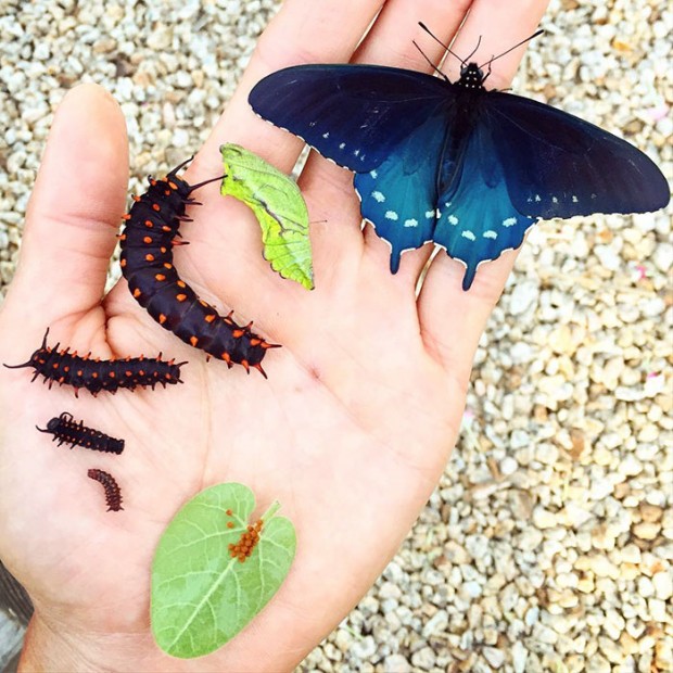 This Man Repopulated A Rare Butterfly Species In His Own Backyard