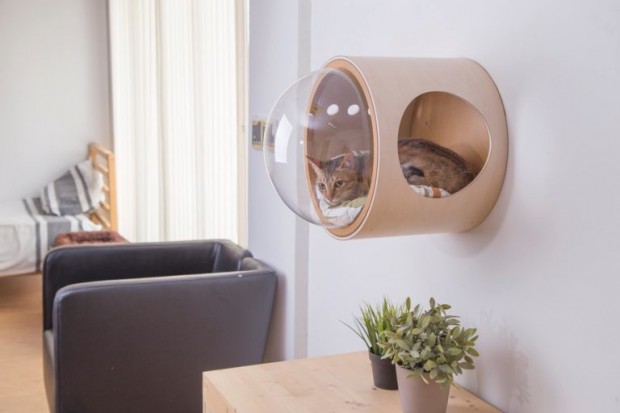 Your Cat Needs This Wall-Mounted Bed