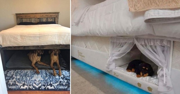 Built-in dog beds underneath people bed