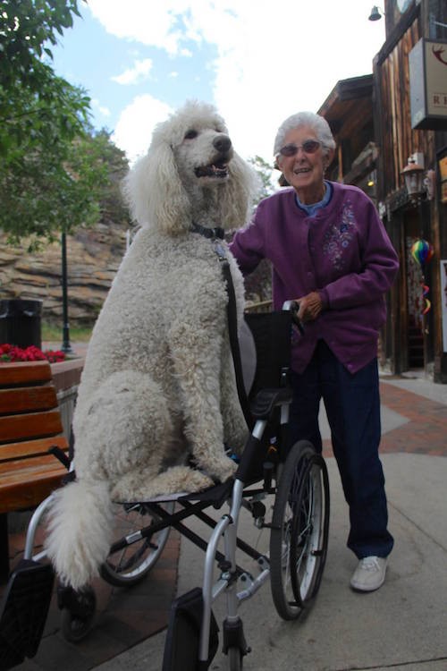 90-year-old woman declined chemo, started to travel with her dog instead