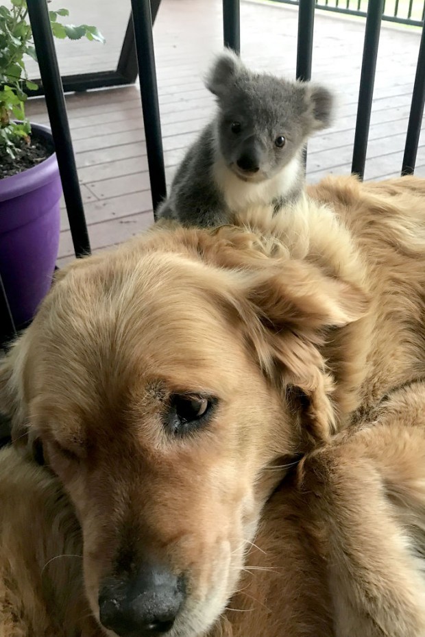 Caring Golden Retriever surprises owner with baby koala whose life she just saved