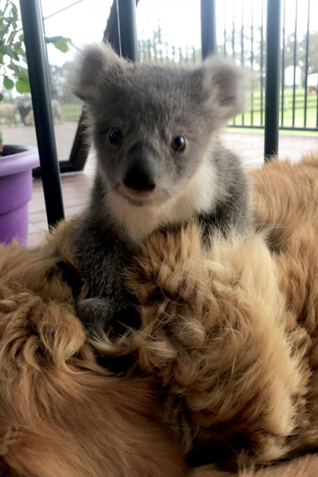 Caring Golden Retriever surprises owner with baby koala whose life she just saved