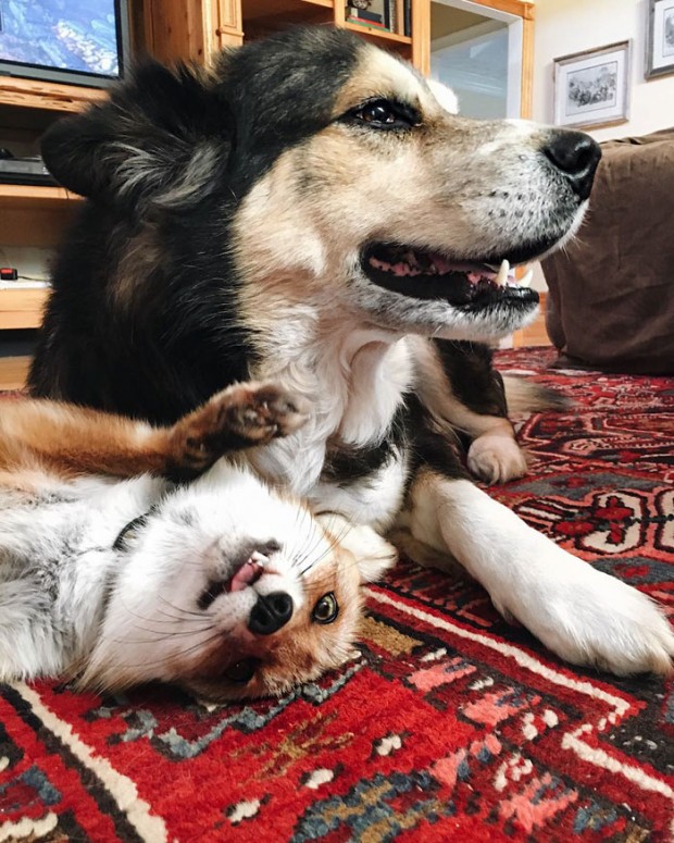 Rescued fox and rescued dog become best friends