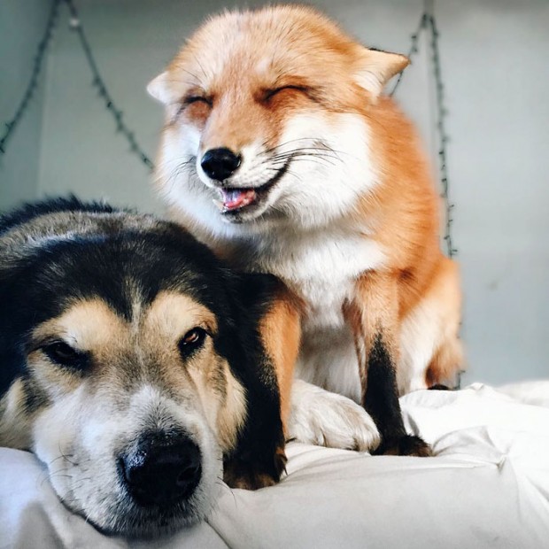 Rescued fox and rescued dog become best friends