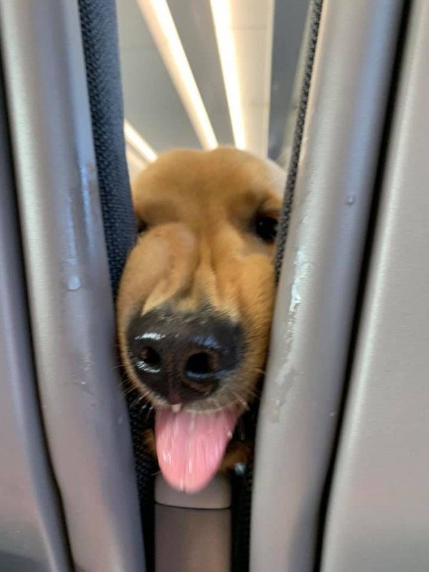 Cute pup gets bored on a long flight – decides to entertain the passengers behind him