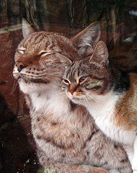 Stray cat breaks into zoo, fell in love with lynx in the sweetest way