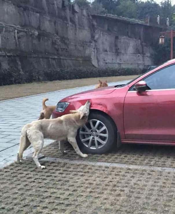 Stray dog got kicked by cruel driver, comes back with its friends to destroy the car