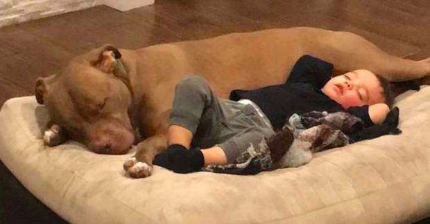 Little boy gets the flu and doesn’t want anyone to comfort him, except his beloved dog