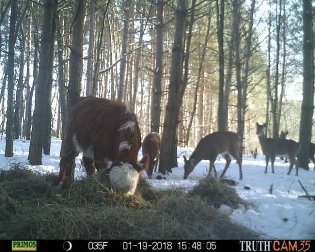 Baby cow escapes slaughterhouse – gets adopted by wild deer family