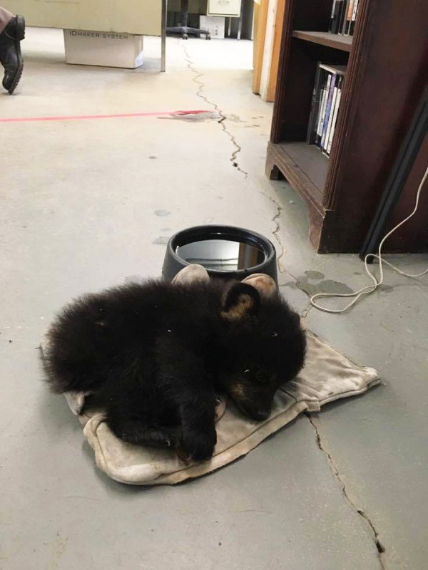 Sick bear cub gets left behind her family, then cop risks his own life to save him