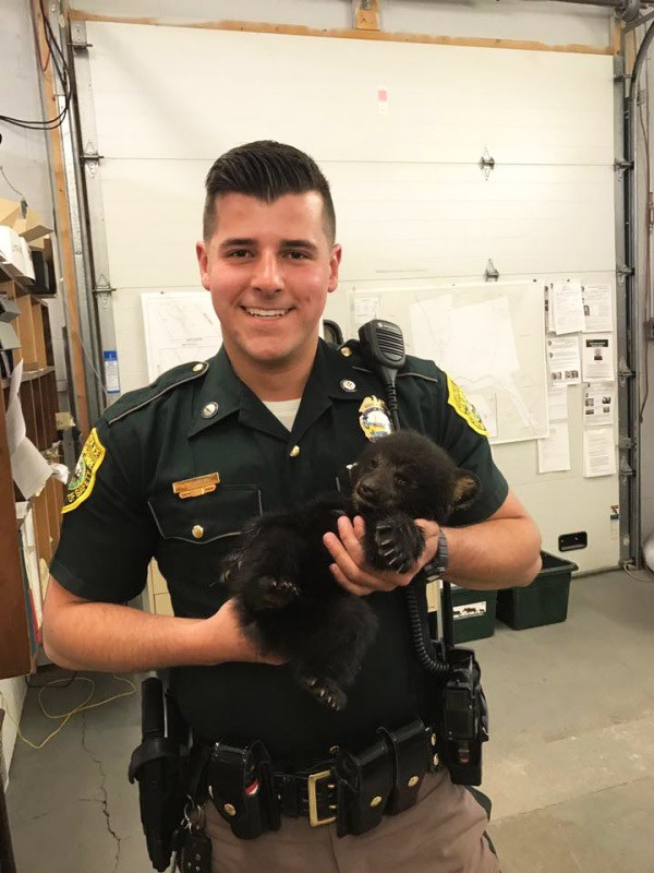 Sick bear cub gets left behind her family, then cop risks his own life to save him